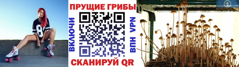 Псилоцибиновые грибы Magic Shrooms  hydra как войти  Лянтор  цены наркотик 